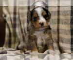 Image preview for Ad Listing. Nickname: Hazel