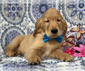 Golden Retriever Puppy for sale in LANCASTER, PA, USA