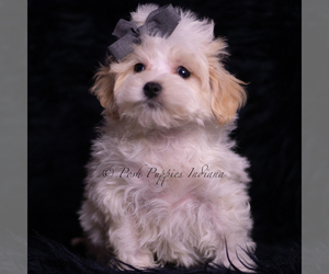 Medium Maltipoo (Miniature)