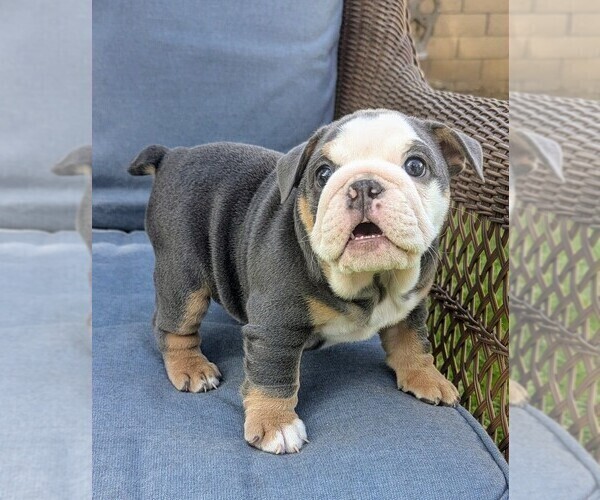 Medium Photo #4 English Bulldog Puppy For Sale in RIVERSIDE, CA, USA