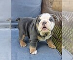 Small #3 English Bulldog