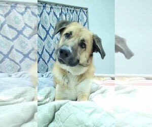 Anatolian Shepherd-Unknown Mix Dogs for adoption in Brewster, NY, USA