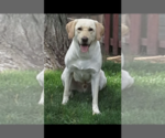 Small Photo #23 Labrador Retriever Puppy For Sale in LA CRESCENT, MN, USA