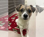 Small #11 Jack Russell Terrier-Spaniel Mix