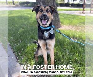 German Shepherd Dog-Unknown Mix Dogs for adoption in Modesto, CA, USA