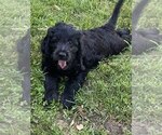 Small #5 Goldendoodle