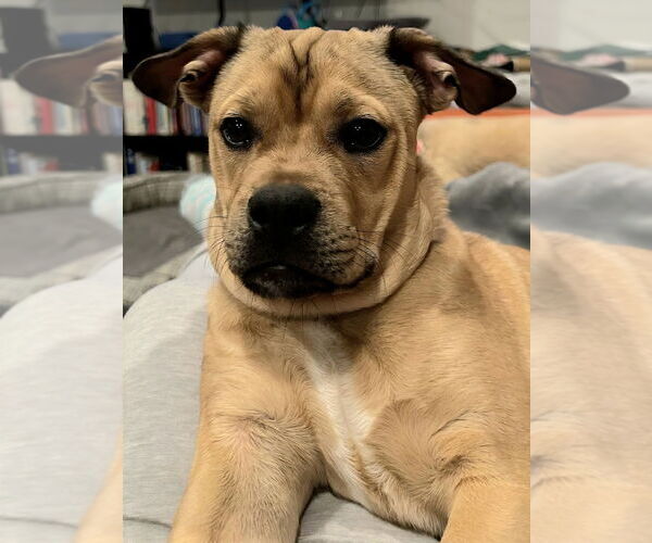 Medium Photo #5 French Bulldog-Unknown Mix Puppy For Sale in Lake Forest, CA, USA