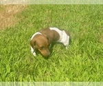 Small #5 Dachshund