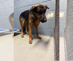 German Shepherd Dog-Unknown Mix Dogs for adoption in Rowlett, TX, USA