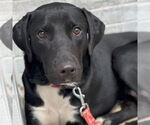 Small #18 Labrador Retriever Mix