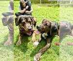 Small Photo #19 Plott Hound-Unknown Mix Puppy For Sale in West Cornwall, CT, USA