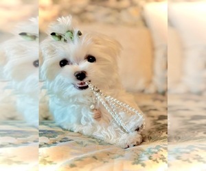 Maltese Puppy for sale in DELTONA, FL, USA