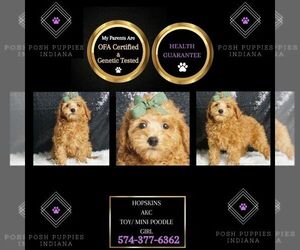 Poodle (Toy) Puppy for sale in WARSAW, IN, USA