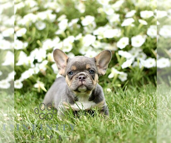 Medium Photo #3 French Bulldog Puppy For Sale in RONKS, PA, USA