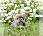 Small #2 French Bulldog