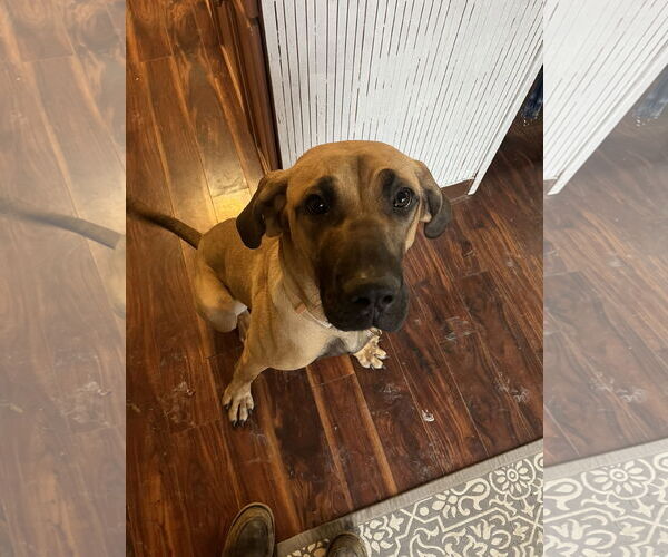 Medium Photo #10 Fila Brasileiro-Great Dane Mix Puppy For Sale in Jasper, AL, USA