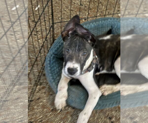 Medium Photo #3 Labrador Retriever-Unknown Mix Puppy For Sale in Sanford, FL, USA