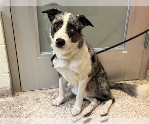 Medium Photo #1 Border-Aussie Puppy For Sale in Pueblo, CO, USA