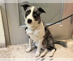 Small Border-Aussie