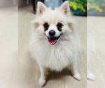 Small #1 Pomeranian