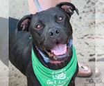 Small #24 American Pit Bull Terrier-Labrador Retriever Mix