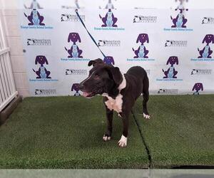 American Pit Bull Terrier-Labrador Retriever Mix Dogs for adoption in Orlando, FL, USA