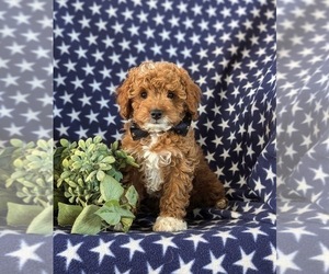 Cavapoo Puppy for sale in NEW HOLLAND, PA, USA