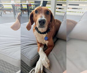 Mutt Dogs for adoption in Mount Pleasant, SC, USA
