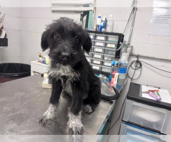 Medium Photo #1 German Wirehaired Pointer-Unknown Mix Puppy For Sale in San Andreas, CA, USA