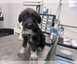 Small German Wirehaired Pointer Mix