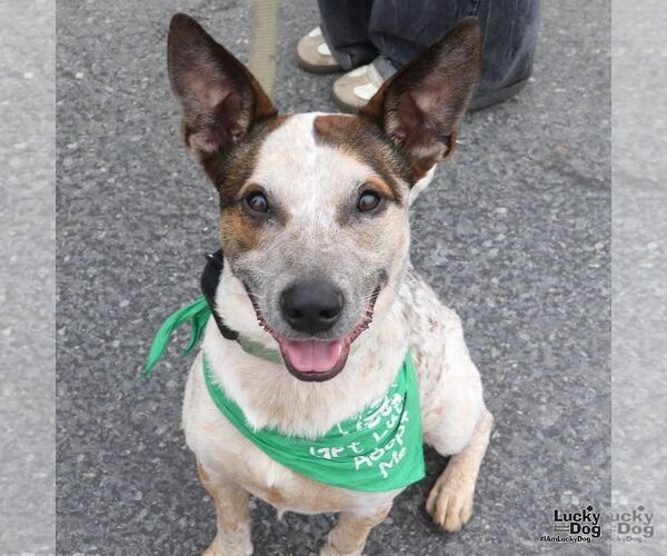 Medium Photo #9 Mutt Puppy For Sale in Washington, DC, USA