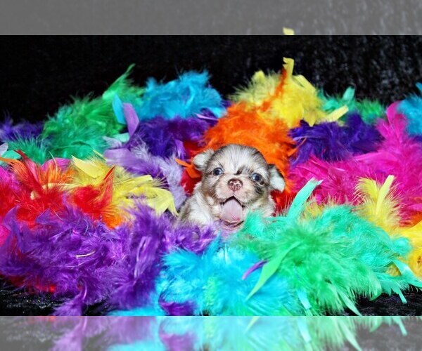 Medium Photo #18 Chihuahua Puppy For Sale in CHARLESTON, AR, USA