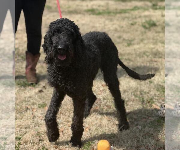 Medium Photo #3 Poodle (Standard)-Unknown Mix Puppy For Sale in Yardley, PA, USA
