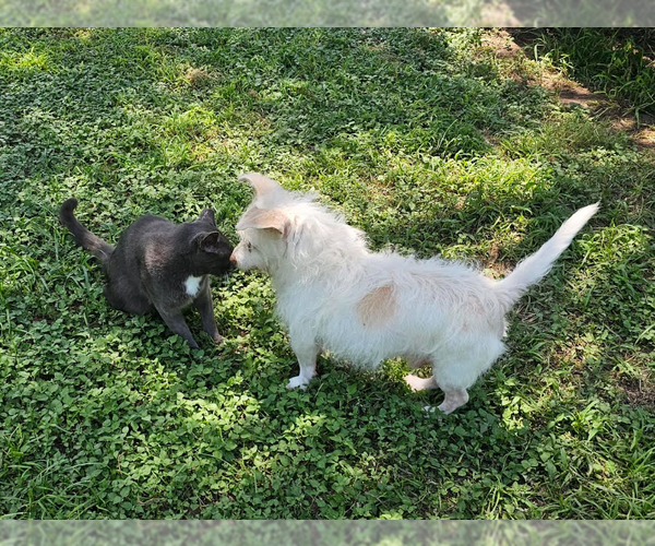 Medium Photo #11 Mutt Puppy For Sale in Cranston, RI, USA