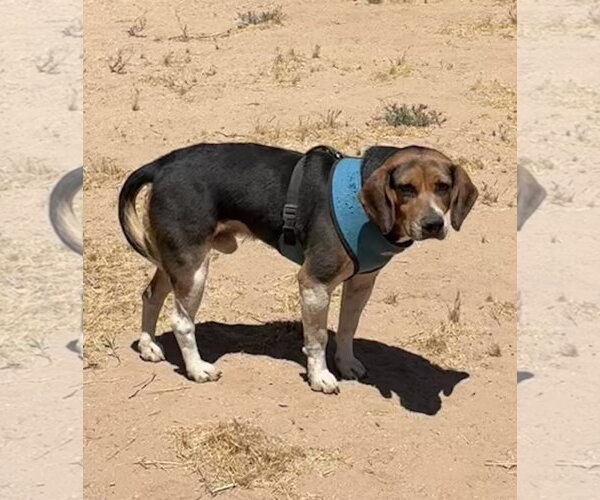 Medium Photo #2 Beagle Puppy For Sale in Apple Valley, CA, USA