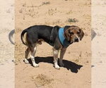 Small #1 Beagle