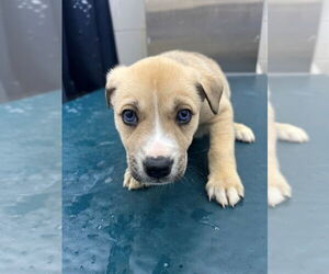 Siberian Husky-Unknown Mix Dogs for adoption in Mobile, AL, USA