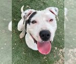 Small American Pit Bull Terrier Mix