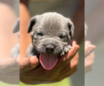 Puppy 2 Cane Corso