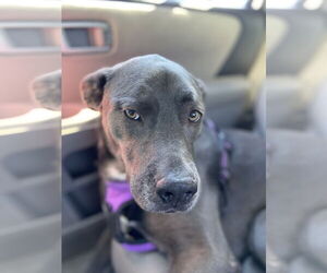 KangaRoo - Female Blue Lacy-Unknown Mix Dog for Adoption - Photo #49