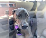 Small #48 Blue Lacy Mix