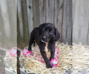 Labrador Retriever-Unknown Mix Dogs for adoption in Sterling, MA, USA
