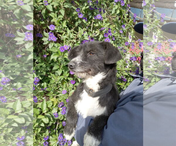 Medium Photo #1 Mutt Puppy For Sale in San Diego, CA, USA