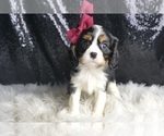 Puppy Lucy AKC Cavalier King Charles Spaniel