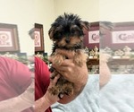 Small #2 Yorkshire Terrier
