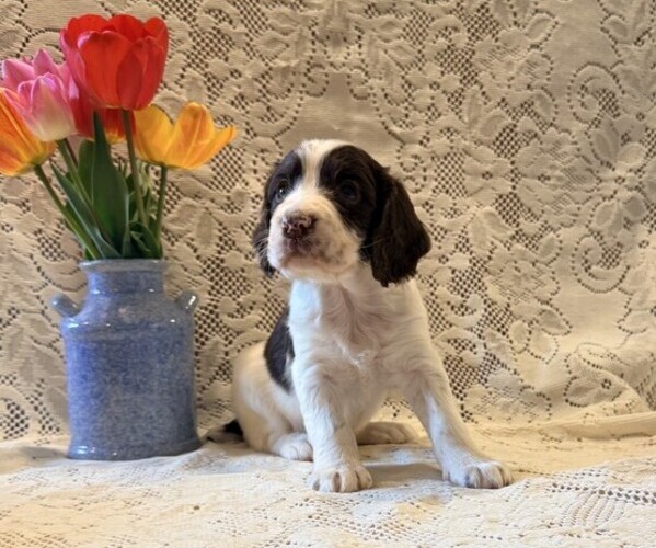 Medium Photo #1 English Springer Spaniel Puppy For Sale in OWEN, WI, USA
