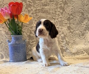 English Springer Spaniel Puppy for sale in OWEN, WI, USA