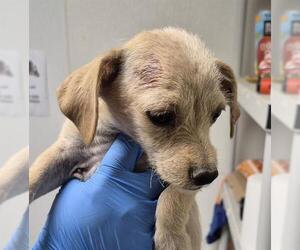 Chihuahua Dogs for adoption in Bakersfield, CA, USA