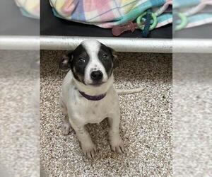 Mutt Dogs for adoption in Pueblo, CO, USA