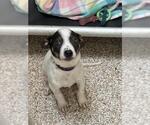 Small Mutt